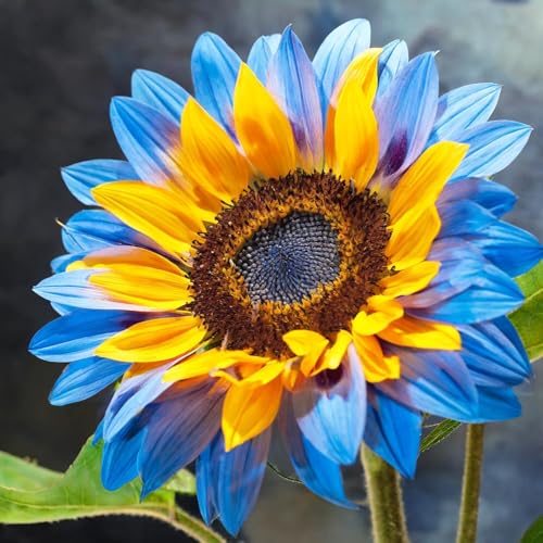 100+ Sunflower Seeds for Planting Premium Non-GMO Seeds Bright Giant Blooms Fast-Growing Annuals for Garden Borders Pollinator Friendly & Perfect Gardening Gift