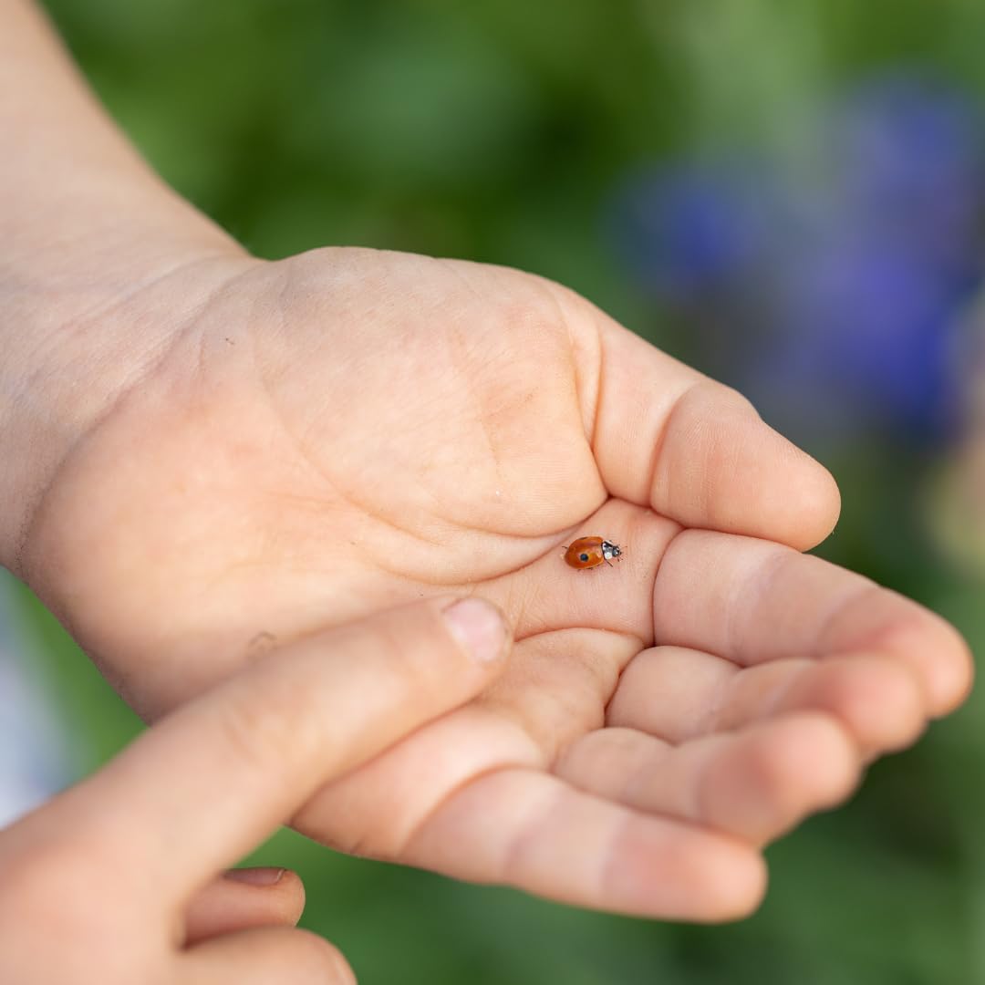 Andermatt Biogarten Adalia Marienkäferzucht Set mit Gutschein – Marienkäfer selber züchten, Aufzuchtset mit Box, Lupe & Anleitung, Lern- & Naturerlebnis für Garten & Kinder