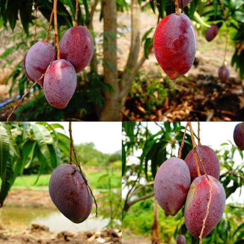 Image of All-Time 12 Months Hybrid Grafted Guti Kolom Live Fruit Plant Original & Authentic Organic Tree for Outdoor Fast-Growing Fruit Plant Home Gardens Pack Of-1 (Red Original Miyazaki Mango, medium)