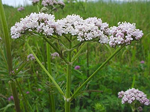 VALERIANA OFFICINALIS LUBENSKY NR.200 SEMI