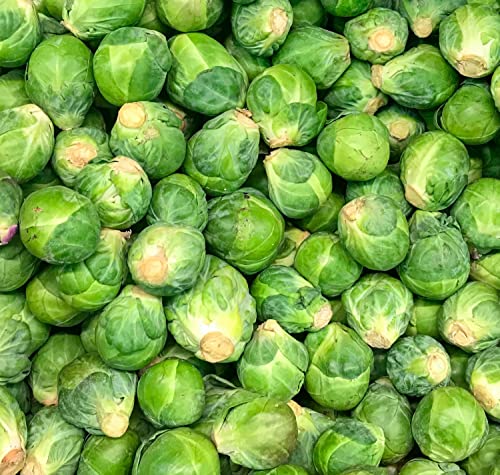 Tke Farms - Brussel Sprout Seeds For Planting, Long Island Improved, 3 Grams ≈ 750 Seeds, Brassica Oleracea Var. Gemmifera #TOP1