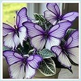 Colorful Butterfly Hosta — Wurzeln — Verströmt einen zarten Veilchenduft — Eine seltene Hosta— Pflegeleicht — Ein idealer Gartenakzent — (Kein Kunstprodukt)-4 Wurzeln-J
