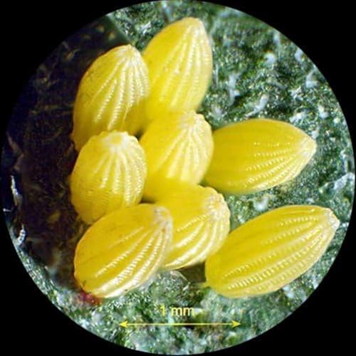 Image of AmScope Trinocular Zoom Microscope, 54-Bulb LED, 5MP Camera