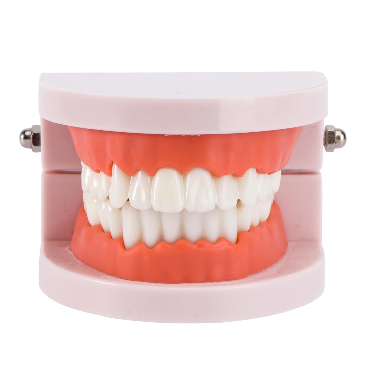 VALICLUD Modelo De Dientes Estándar Dental Herramienta Didáctica Plástico Ecológico 3D 3.62X2.95X2.00In