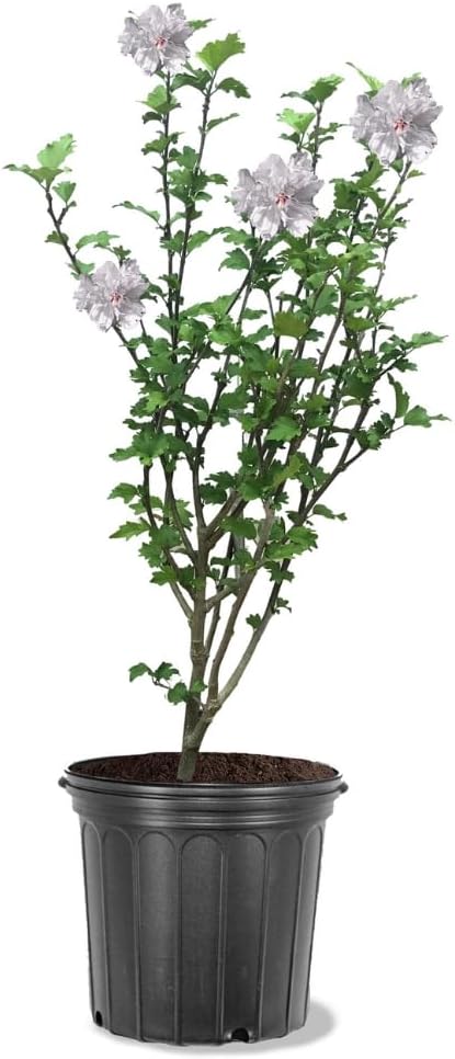 Generic Althea Pink Bloom, Pink Flowering, Deciduous, Shrub, Cold Hardy, 3 gal, Nursery Pot