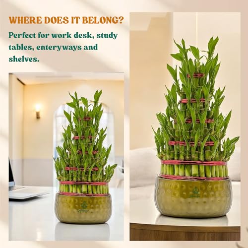 Image of Amulya Farms 5 Layer Lucky Bamboo Plant with Premium Golden Metal Planter | Feng Shui Plants | Good Luck Plant | Vastu Plants for Home Indoor | Live Plants for Living Room, Office, Desk, decoration |