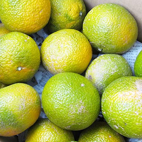 �F�{�Y �󂠂� �X�C�[�g�X�v�����O 10kg�@�y ��B �F�{ �݂��� �~�J�� �X�C�[�g �I�����W ���k �z