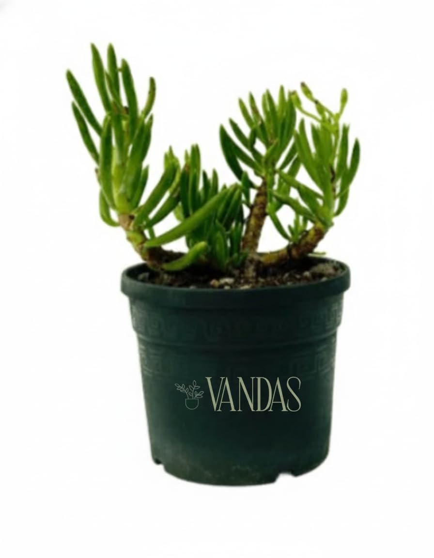 Vandas Senecio Mandraliscae – Pianta Succulenta Ornamentale a Cascata | Vaso Diametro 17.5 cm | Altezza 34 cm | Facile da Curare | Made in Italy