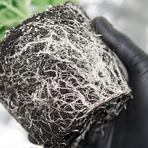 Miniatura 2 de DaKine 420 Fertilizante para plantas de interior Foliar Science (35.27 oz) - Fertilizante nitrogenado para la deficiencia de nutrientes vegetales -