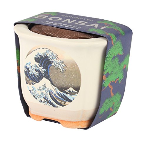 ���V���| JAPANESE BONSAI �g�x�m ���� GD-64003