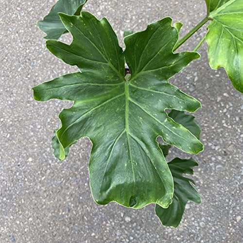 Amazon.com : Philodendron Variety Pack - 3 Live Plants in 2 Inch