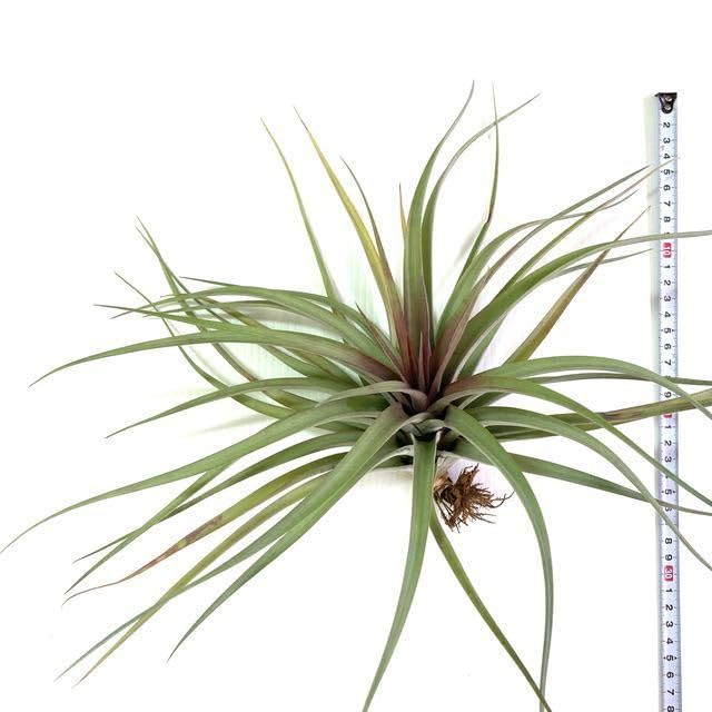 Amazon.co.jp: (現品) チランジア 'アズテックファイヤー' (No.21673