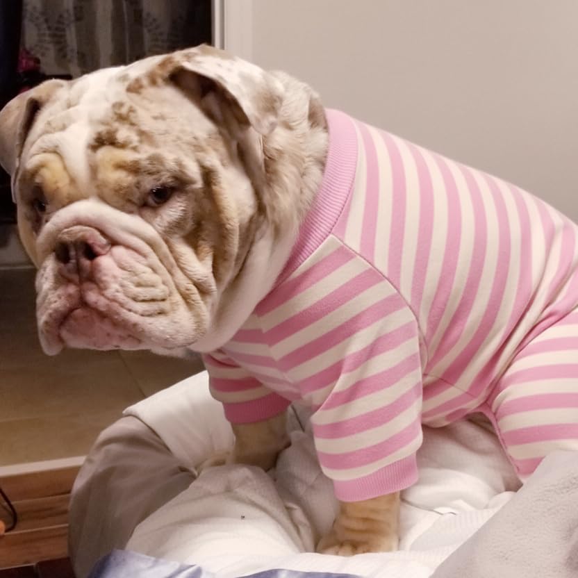 Suéter rayado para perros bulldog XL miniatura 7