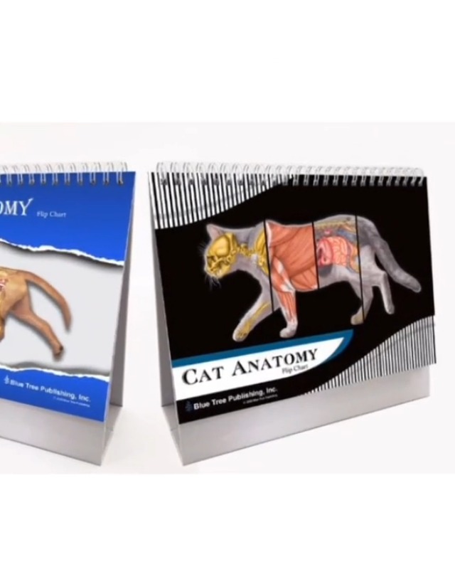 Amazon.com: Cat Veterinary Anatomy Flip Charts, Anatomy