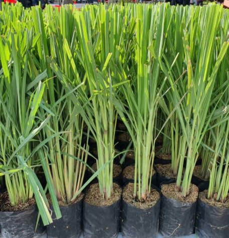 V K GLOBAL Live Lemon Grass Plant | Lemongrass Herb Medicinal Plant | Pack of 1 PIant-picture-19