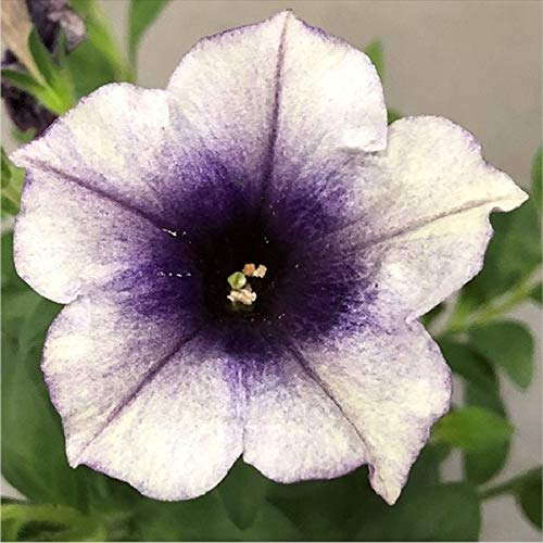 ペチュニア 鉢の人気商品 通販 価格比較 価格 Com