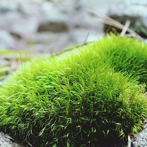 Aquarium Moos Samen - Plattenmoos Robuste Balkonpflanzen Winterhart...