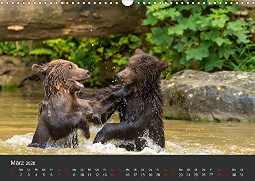 Die grossen Bärentatzen (Wandkalender 2020 DIN A3 quer): Spezielle Bilder von Bären in freier Wildbahn und vom Tierschutz geretteten Tieren. (Monatskalender, 14 Seiten ) (CALVENDO Tiere) Calendar – 1 April 2019 - Image 5