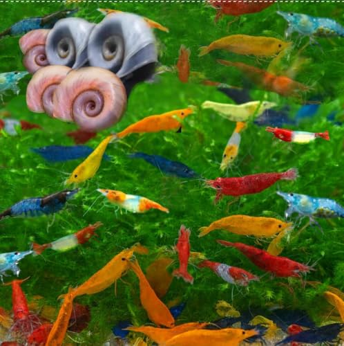 Image of Swimming Creatures Freshwater Aquarium Shrimp - A Perfect Combo to Brighten Your Aquarium! (20 Mixed + 5 Pink & Blue RAMSHORN SNAlL)