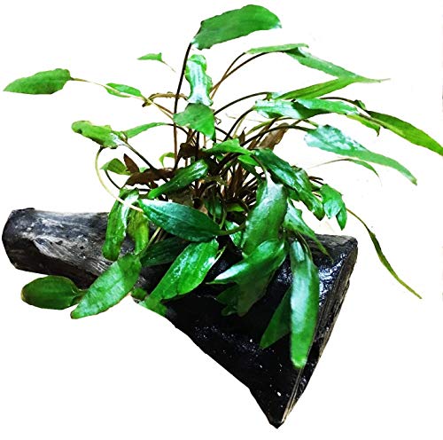 Greenpro Cryptocoryne Green on Driftwood for Freshwater Aquarium Plants Decorations Easy to Put in Your Fish Tank
