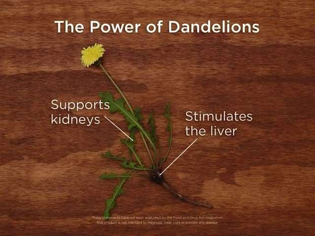 Traditional Medicinals Organic Roasted Dandelion Root Tea - Image 9