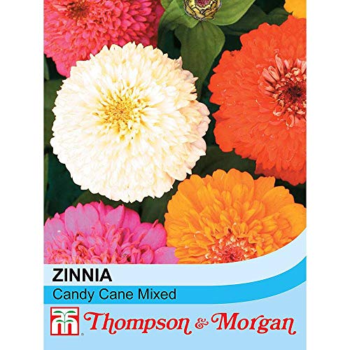 Zinnia elegans Ã¢â‚¬ËœCandy MixÃ¢â‚¬â„¢ 1 