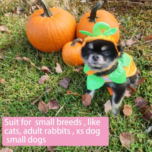 Disfraz de Calabaza para Gatos y Perros Pequeños Halloween miniatura 3