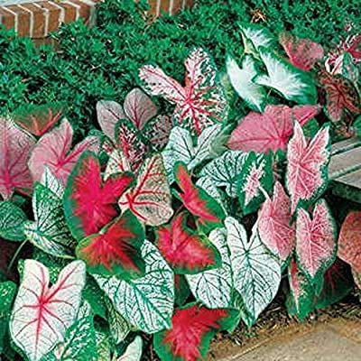 Radha Krishna Agriculture Different Six Types Of Caladium Multicolor Leafy Bulbs (Pack Of 1 Bulbs) (B08RXZ5WZQ) Amazon Price History, Amazon Price Tracker
