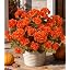Fall Orange