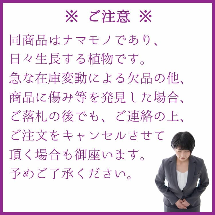 Amazon.co.jp: 多肉植物 アガベ・フィリグリー（チタノタ/圓葉拇指