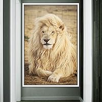 Framed Canvas Wall Art Lions Animals Chic Dramatic Lion Living Room Multicolor Photography - 16x24 inches