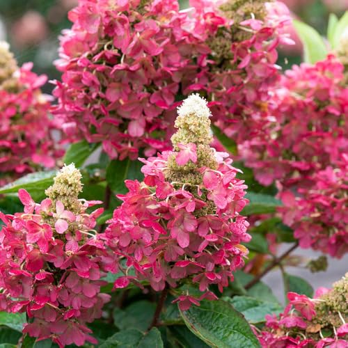 YouGarden Hydrangea Magical Vesuvio Established Plant in 3 Litre Pot Garden Colour Easy To Grow Hardy