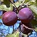 Produktbild Königin Viktoria Pflaume Pflaumenbaum Obstbaum Busch 2-jährig Liefergröße ca. 120-160 cm im Topf
