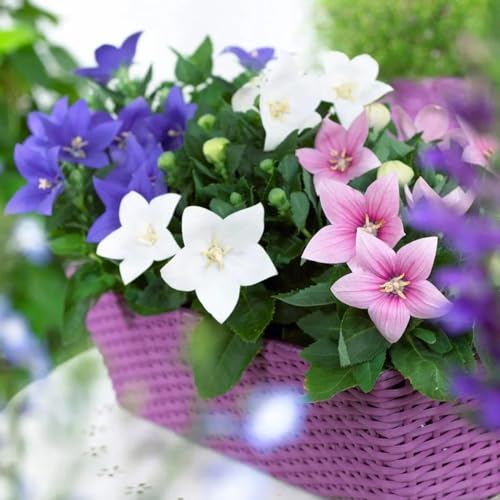 Seeds Balloon Flower Mix (Platycodon Chinese) Perennial Flowers Seeds Balloon Flower Mix (Platycodon Chinese) Perennial Flowers