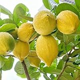 Estas semillas de jardín podrían convertirse en una parte esencial de su equipo de campamento y de supervivencia.