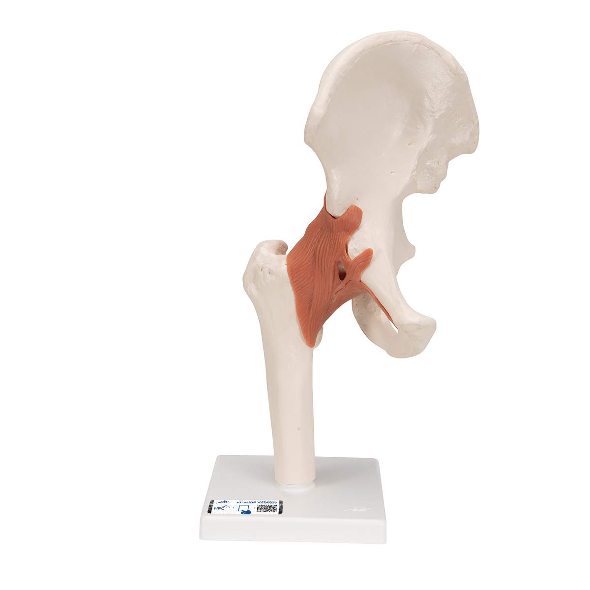3B Scientific Hüftgelenk-Funktionsmodell + kostenlose Anatomie App – 3B Smart Anatomy
