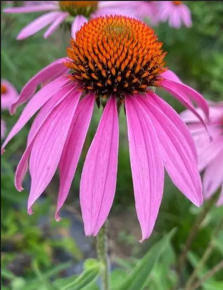 10 Purple Coneflower (Echinacea Purpurea) Plants – Ten (10) Live Plants – Non-GMO - Not Seeds – in 3" Inch Pots – Hardy Flowering Perennial, Pollinator Favorite