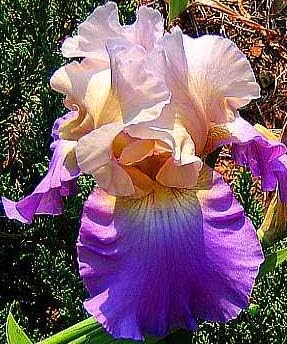 Mother Earth Bearded Iris, Beautiful Flowering Plant, Root Start, Rhizome, Bulb, Simply Beautiful Flowering Perennial