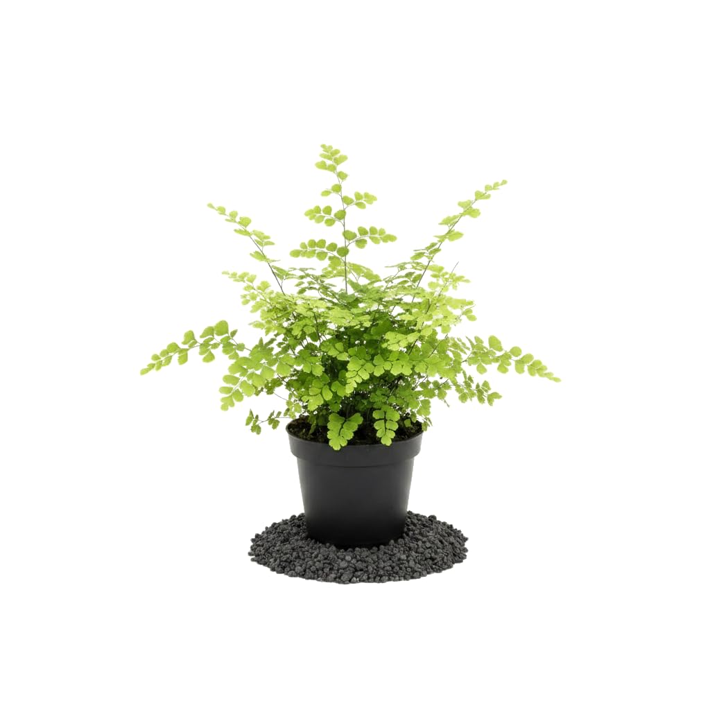 DECOALIVE Planta Viva de Helecho Adiantum Raddianum Fragrans Helecho Culantrillo Maceta 17 cm y Altura 50 cm