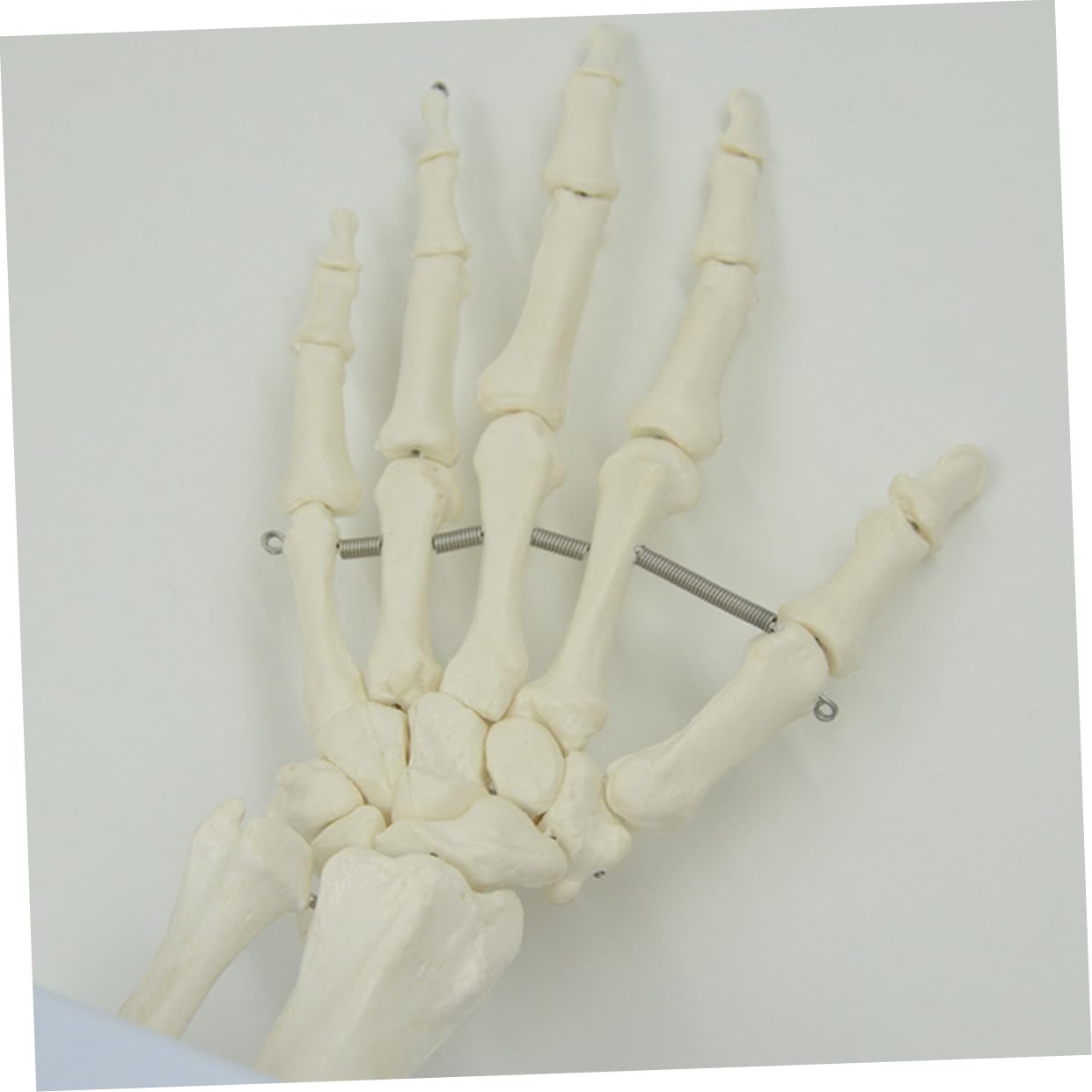 PRETYZOOM 2 Pezzi Modello Scheletro Della Mano con Articolati Strumento Didattico per Ospedali e Scuole per Laboratori Scientifici e Insegnamento Della Anatomia