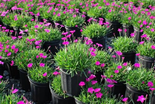 Perennial Farm Marketplace (Garden Pinks) Perennial, Size-#1 Container Dianthus x Kahori, Dark Fuschia Flowers