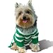 Stinky G Forest Green Stripe Dog Hoodie Sweater #10 - S