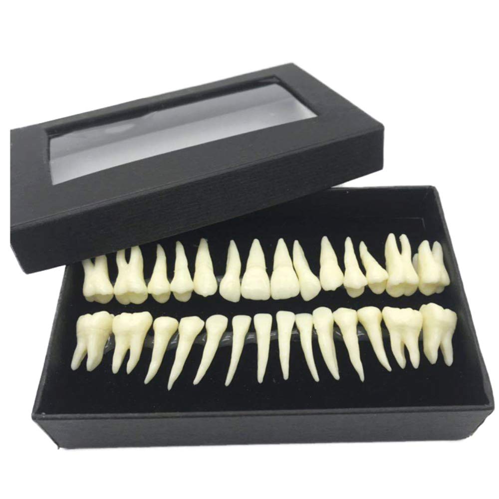 Sjdopulse A Teeth Teaching Model - 1 To 1 Monochrome Permanent Teeth Model - 28 Rtificial Dentures With Roots - Simulation Oral Tooth Teeth Demonstration Model - For Study Teaching (A)