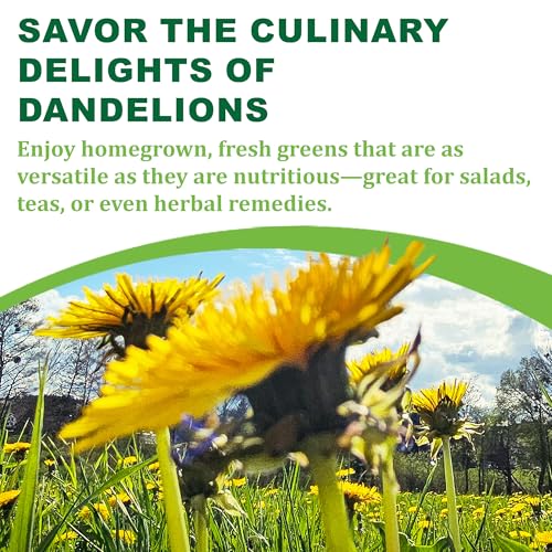 Tke Farms & Gardens Dandelion Seeds For Planting thumb #4