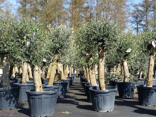 gruenwaren jakubik Olivenbaum Bonsai 160 cm Olive beste Qualität, Stammumfang 30-40 cm, winterhart, Olea Europaea