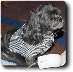 3Drose Mouse pad de 20 x 20 x 0,65 cm com vista lateral de um cão de estimação ShiproductTitle) com orelhas longas e bonitas e cabelo curto usando um cachecol (mp_54881_1)