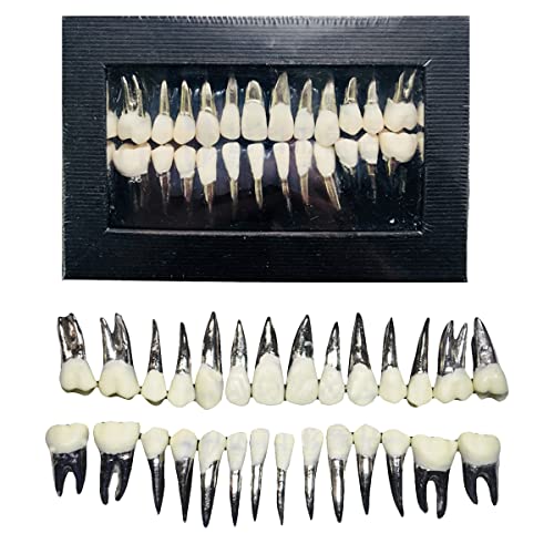 Modelo De Dientes, Boca Completa (28 Piezas) - Modelo De Entrenamiento Oral - Modelo De Dientes Orales Simulados para Exhibición De Estudio