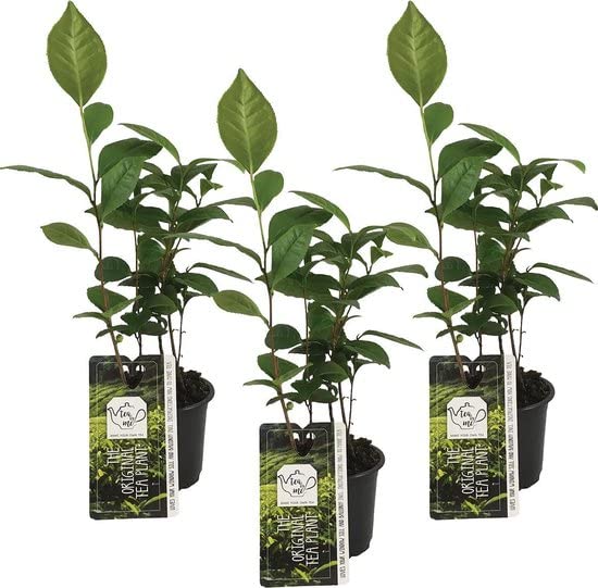3 x Camellia Sinensis Potted Plants in 11cm Pots - Tea Plant - Grow Your own Tea