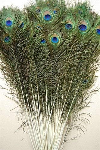 Pack of 12 Piece Peacock Feather Tails, Mor Pankh, Original Mayur Palak Eyes, (Various Quantity Packs)