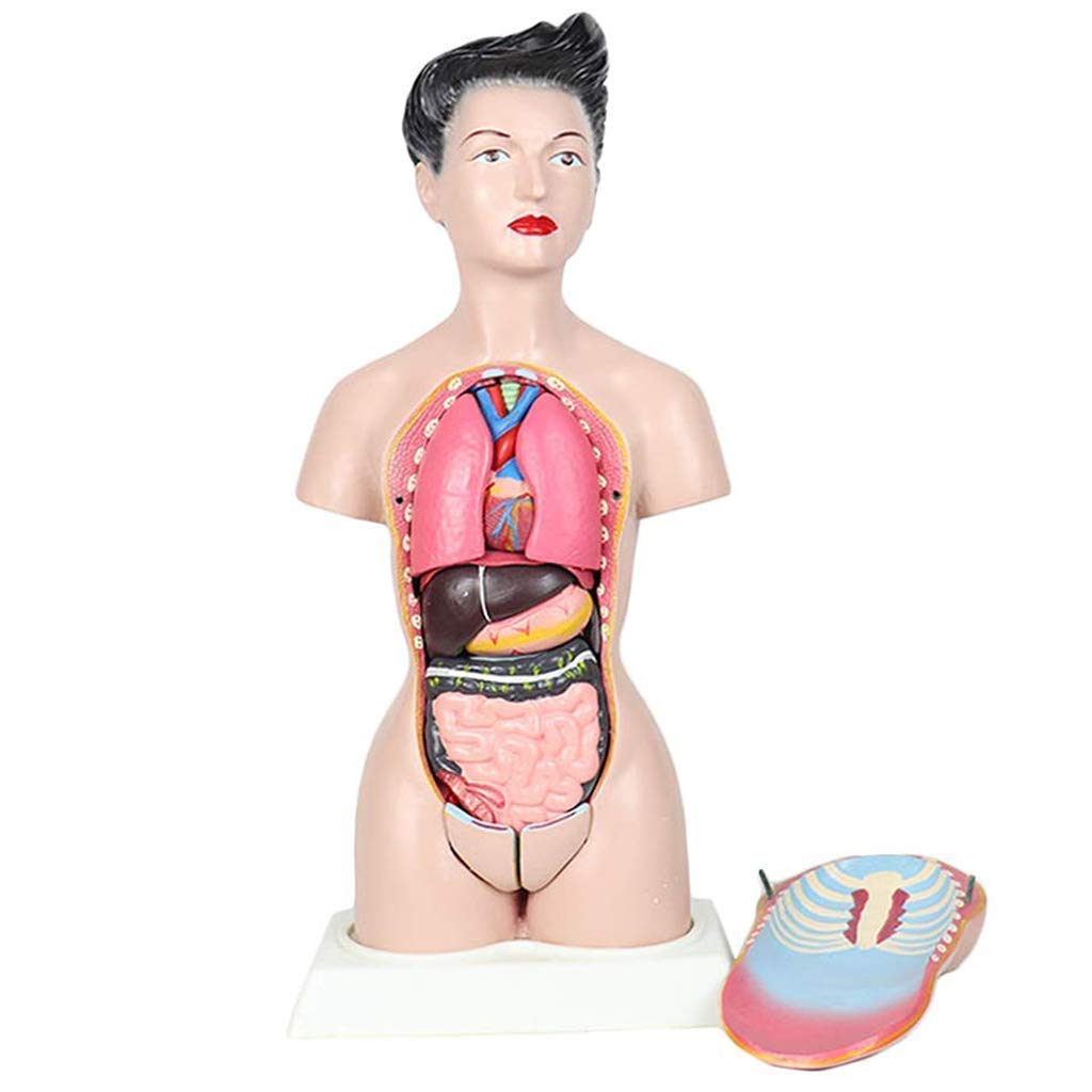 Buy Professional Educational Model 45CM Female Torso Models Human